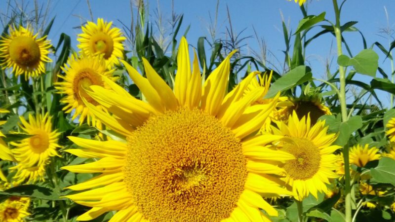 Sonnenblumen F für HP Galerie